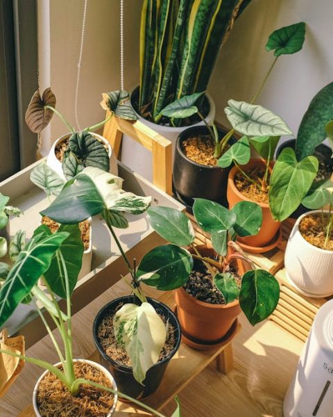 The Impact of Air Quality on Health and The Role of Air Purifiers