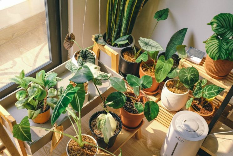 The Impact of Air Quality on Health and The Role of Air Purifiers